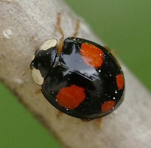 coccinelle noir signification